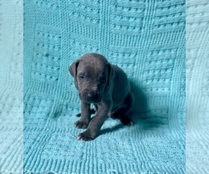 Great Dane Puppy for sale in DANIELSON, CT, USA
