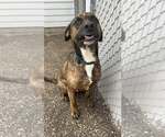 Small #2 Retriever  Mix