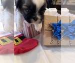 Small #14 Shih Tzu