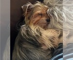 Small Photo #1 Yorkshire Terrier Puppy For Sale in ROCKFORD, IL, USA