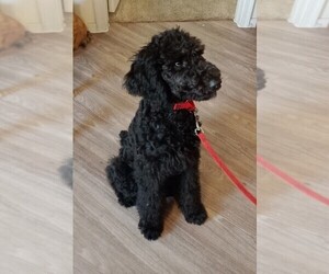 Poodle (Standard) Puppy for sale in SUN CITY, AZ, USA