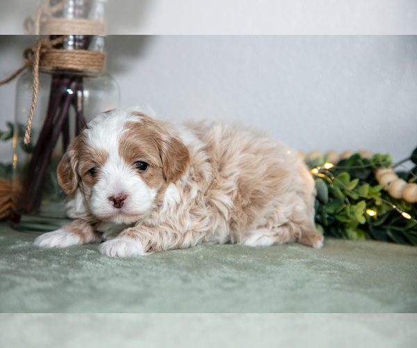 Medium Photo #1 Maltipoo (Toy) Puppy For Sale in GOSHEN, IN, USA
