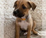 Small #2 American Pit Bull Terrier Mix