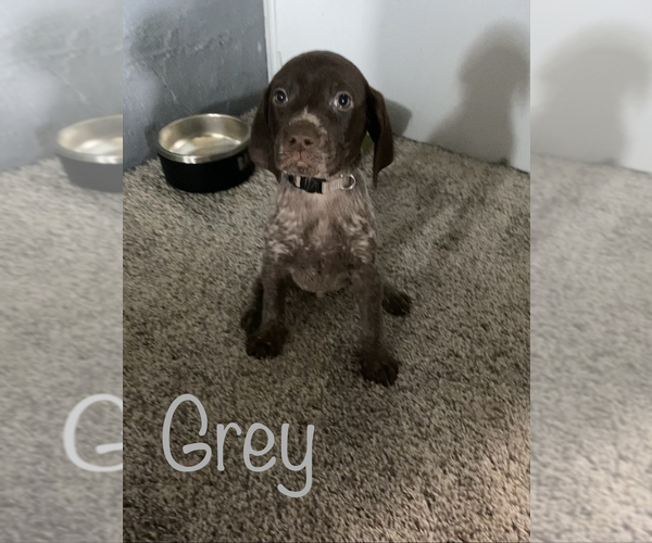 Medium Photo #1 German Shorthaired Pointer Puppy For Sale in UPLAND, IN, USA
