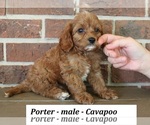 Small #1 Cavapoo (Miniature)