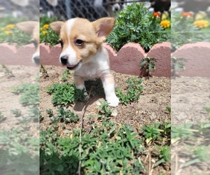 Aussie-Corgi Puppy for sale in BRIGGSDALE, CO, USA