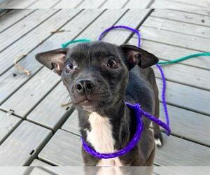 Chihuahua-Unknown Mix Dogs for adoption in Orange, CA, USA