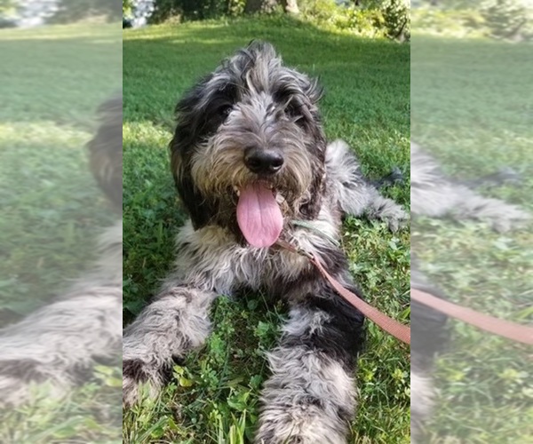Medium Photo #1 Labradoodle Puppy For Sale in WHITE CITY, OR, USA