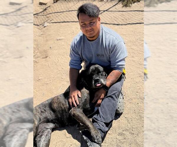 Medium Photo #1 Bullmastiff Puppy For Sale in Santa Barbara, CA, USA