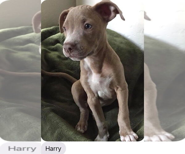 Medium Photo #5 Staffordshire Bull Terrier-Unknown Mix Puppy For Sale in San Bernardino , CA, USA