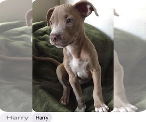 Riley AKA Harry - Male Staffordshire Bull Terrier-Unknown Mix Dog for Adoption - Photo #5