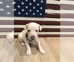 Small Photo #8 Jack Russell Terrier Puppy For Sale in MABLETON, GA, USA
