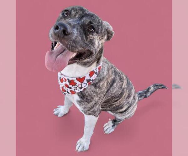 Medium Photo #2 American Pit Bull Terrier Puppy For Sale in Bakersfield, CA, USA