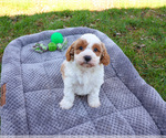 Small #3 Cavapoo (Miniature)
