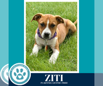 Small #7 Boxer Mix