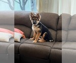 Small Photo #96 German Shepherd Dog Puppy For Sale in LA FAYETTE, NY, USA