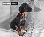Small Photo #5 Doberman Pinscher Puppy For Sale in POMEROY, OH, USA
