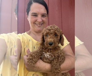Goldendoodle Puppy for Sale in HILLSBORO, Texas USA