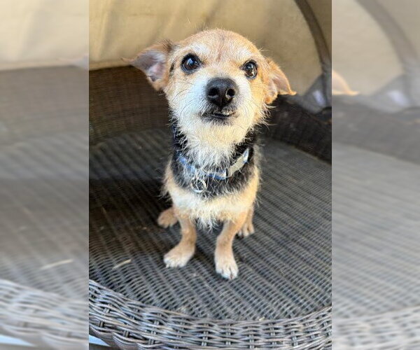 Medium Photo #5 Mutt Puppy For Sale in San Diego, CA, USA