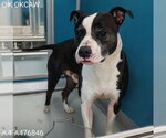 GUS - Male Mutt Dog for Adoption - Small photo