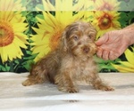 Colt - Male Yorkiepoo mix (+ Poodle Toy) Puppy for Sale - Photo #13