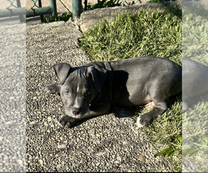 American Bulldog Dog for Adoption in CENTREVILLE, Virginia USA