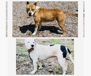 American Pit Bull Terrier Puppy for sale in TRENTON, NJ, USA