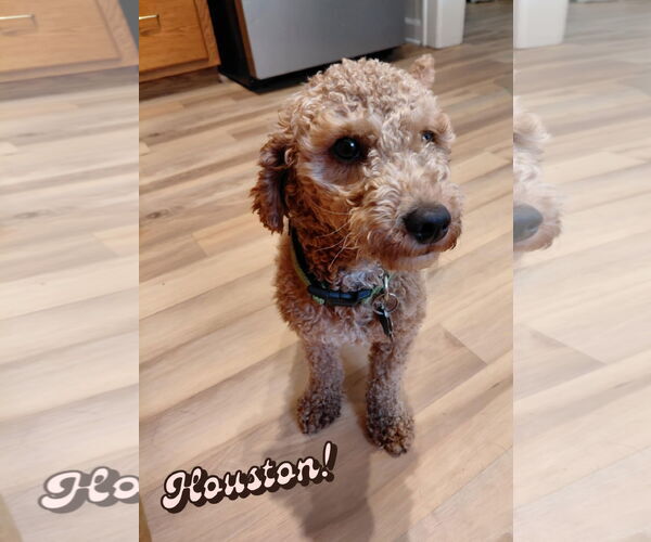 Medium Photo #11 Poodle (Miniature) Puppy For Sale in Crystal, MN, USA