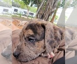 Small Photo #17 Catahoula Bulldog Puppy For Sale in MIAMI BEACH, FL, USA