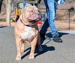 Small Photo #1 American Bully Puppy For Sale in NAUGATUCK, CT, USA