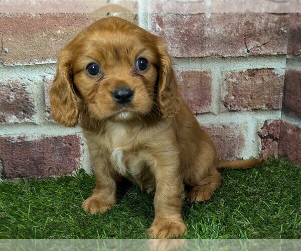 Medium Photo #2 Cavalier King Charles Spaniel Puppy For Sale in MOBERLY, MO, USA