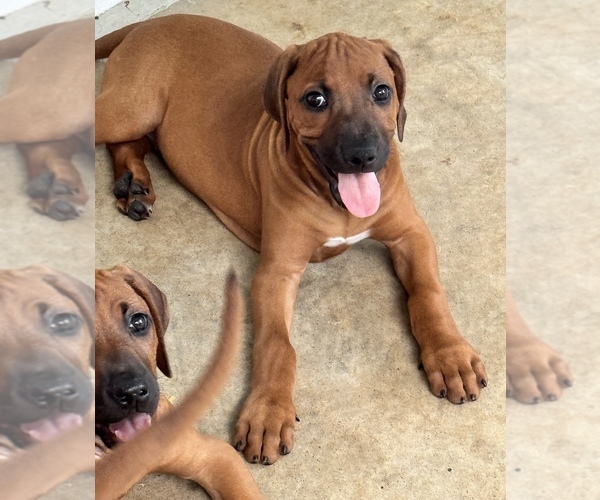 Medium Photo #35 Rhodesian Ridgeback Puppy For Sale in MADISON, GA, USA