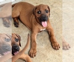 Small #34 Rhodesian Ridgeback