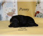 Small Photo #2 Cavapoo Puppy For Sale in CHANUTE, KS, USA