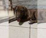 Small #2 Dachshund Mix