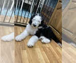 Small Photo #6 Sheepadoodle Puppy For Sale in WA KEENEY, KS, USA