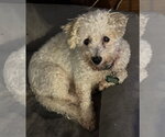 Small Photo #6 Bichon Frise Puppy For Sale in Sioux Falls, SD, USA
