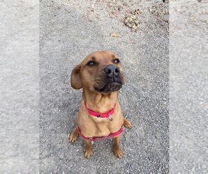 Stetson - Male Mutt Dog for Adoption - Photo #2
