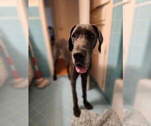 Great Dane Dogs for adoption in Bullard, TX, USA