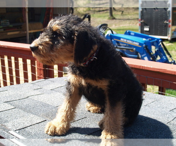Medium Photo #9 Airedale Terrier Puppy For Sale in CHARLESTOWN, IN, USA