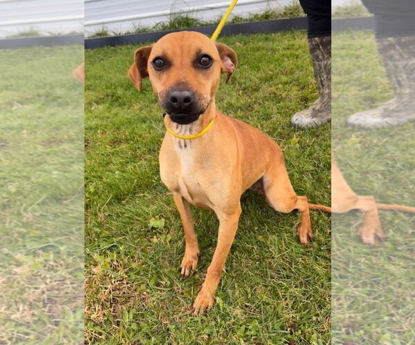 Medium Photo #1 Mutt Puppy For Sale in Westminster, MD, USA