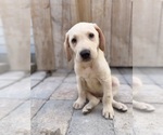 Small #3 Labrador Retriever
