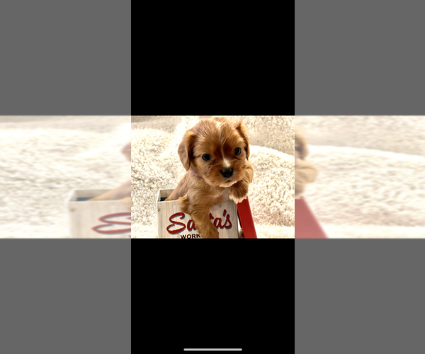 Medium Photo #3 Cavalier King Charles Spaniel Puppy For Sale in FRISCO, TX, USA