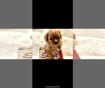 Small Photo #3 Cavalier King Charles Spaniel Puppy For Sale in FRISCO, TX, USA