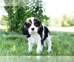 Small Photo #10 Cavalier King Charles Spaniel Puppy For Sale in WARSAW, IN, USA