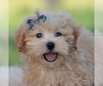 Small Photo #62 Maltipoo (Miniature) Puppy For Sale in WARSAW, IN, USA