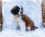 Small #5 Saint Bernard