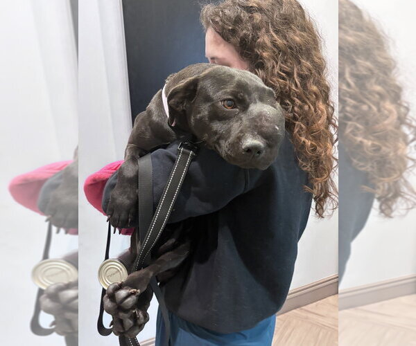 Medium Photo #5 Labrador Retriever Puppy For Sale in Brewster, NY, USA