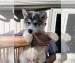Small Photo #65 Siberian Husky Puppy For Sale in KANSAS CITY, MO, USA