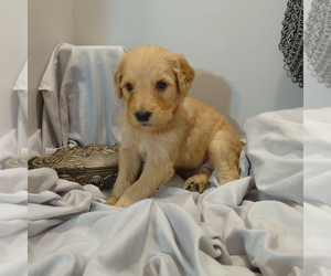 Goldendoodle Puppy for sale in PEYTON, CO, USA
